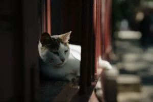 Fluffy white cat WhatsApp DP with bright blue eyes