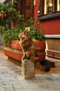 Fluffy brown cat sitting proudly – cute cat WhatsApp DP
