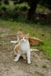 Elegant white cat walking confidently on a garden path – best solo cat DP for nature lovers.
