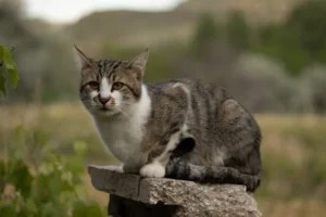 Cute kitten standing on brick floor – perfect cat DP