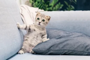Cute grass kitten DP for WhatsApp