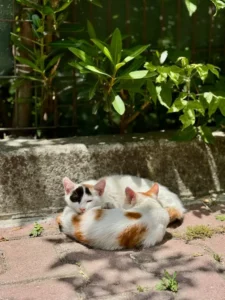 Sunlit cute cat WhatsApp DP