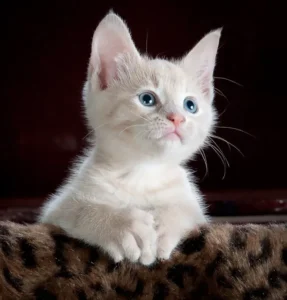 "Cute white cat WhatsApp DP with Blue eyes"