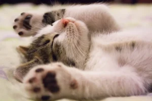 Cute sleeping kitten with paws up – peaceful and heart-melting cat DP for your profile.