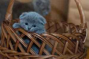 Beautiful Cat in a Basket